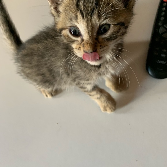 Meet your Posher, L - Picture 1 of 1